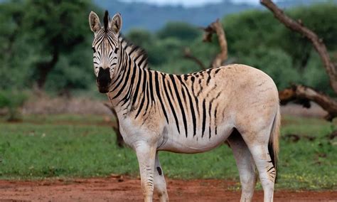 Watch a Zebra Exact Revenge on a Menacing Leopard That Snatched Its Calf - A-Z Animals