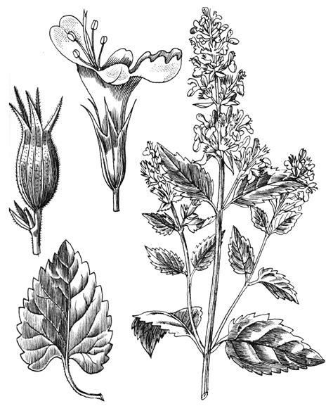 Nepeta cataria | Pflanzen, Enzyklopädie