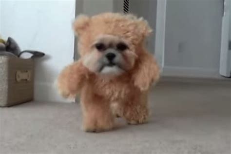 Teddy Bear Cut Shih Tzu