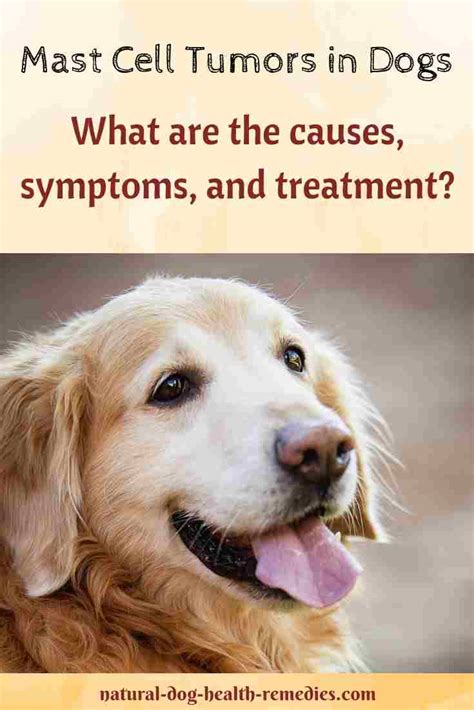 Are Mast Cell Tumors In Dogs Deadly