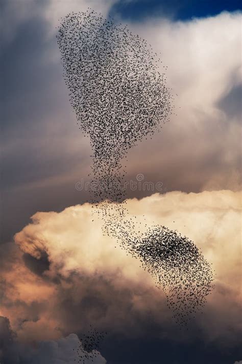 Flocks of Bird with Beautiful Clouds in Background. the Particular ...