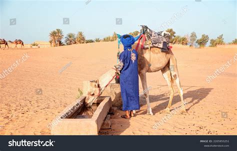 Camel Drinking Water Well Sahara Desert Stock Photo 2205955251 ...