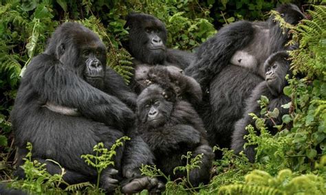 Gorilla Families in Congo | Congo Gorilla Safaris | Gorilla Tours