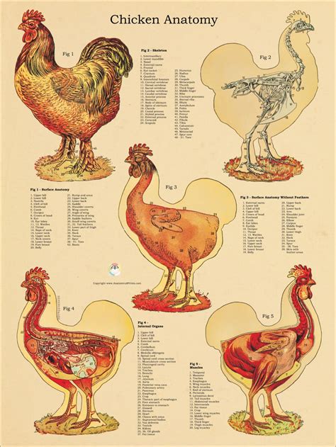 Chicken Skeletal Muscle Internal Anatomy Poster Wall Veterinary Anatomical Chart 18 X 24, 24 X ...