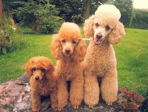 tiny poodle vs toy poodle - deep about life choices