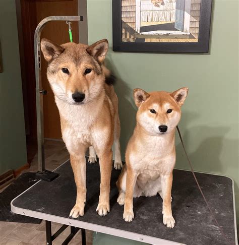 A size comparison between a Shikoku Ken and Shiba Inu — both same age (10 months) and female ...