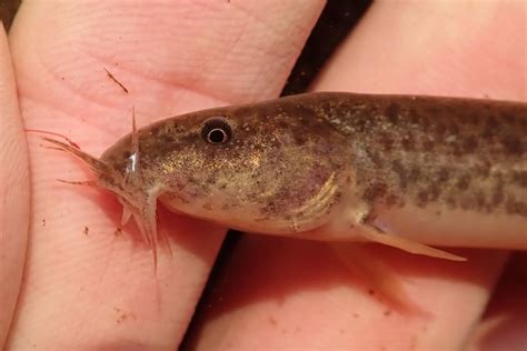 Oriental weatherfish - Invasive Species Council of British Columbia