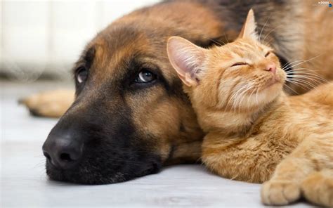 cat, friendship, dog - Dogs wallpapers: 2560x1600