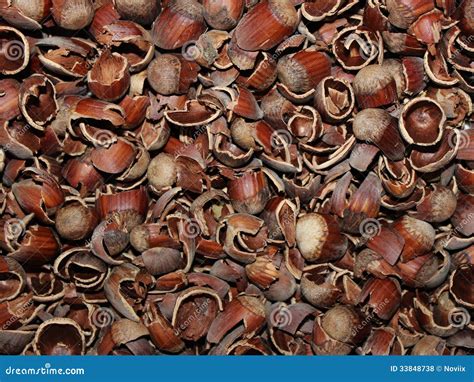 Shell hazelnuts stock photo. Image of nutshells, pellet - 33848738