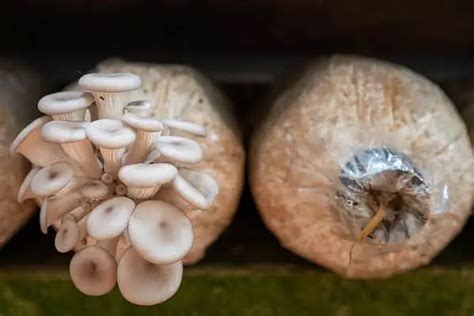 Mushroom Grow Bags: An All Inclusive Guide to Growing