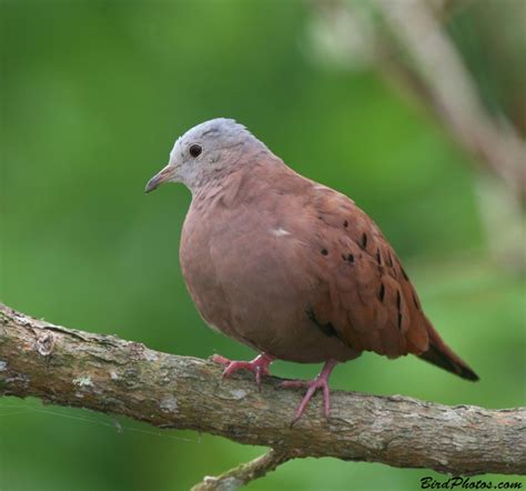 Ruddy Ground Dove | BirdPhotos.com