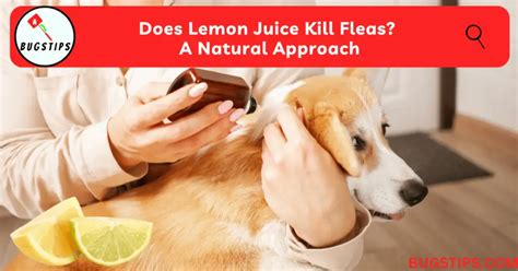 Does Lemon Juice Kill Fleas? A Natural Approach - BugsTips