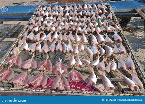 Dried Sea Fish on the Net Tray in a Process of Sun Drying Food ...