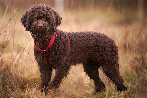 Lagotto Romagnolo: Dog Breed Characteristics & Care