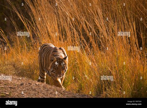 Tiger Hunting Prey