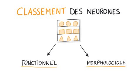 NEUROSCIENCES EN DESSINS : Quels sont les différents types de neurones