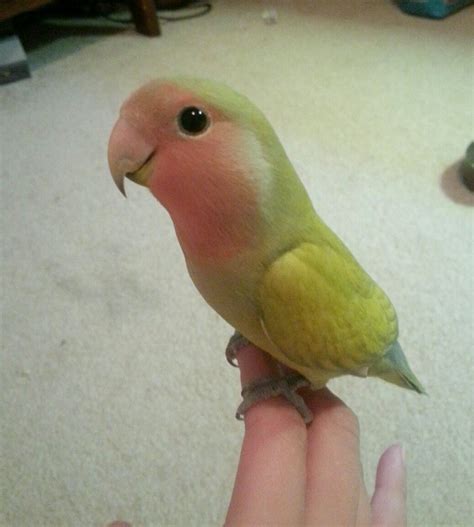 12 Pet Parrots You Can't Believe Even Exist | Pet birds, Parrot pet, Cute birds