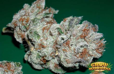 Platinum OG Seeds - Strain Review | Grow-Marijuana.com