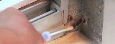 Black Mold Test Kits: What to Look For and What to Avoid