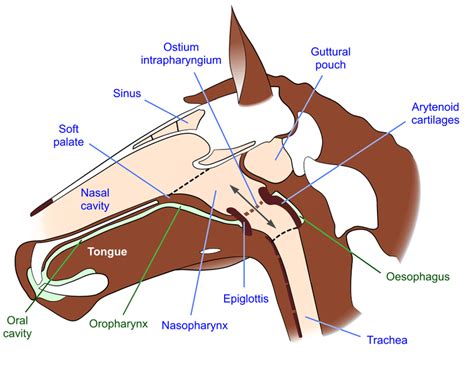 Download scientific diagram | DIAGRAM OF THE RELATIONSHIP OF THE SOFT PALATE AND THE LARYNX OF ...