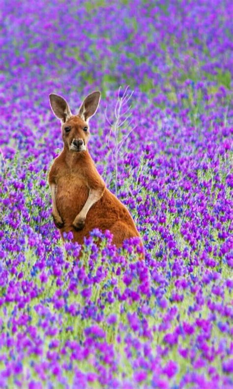Lindo canguro... Nature Animals, Animals And Pets, Cute Animals, Australian Wildlife, Australian ...