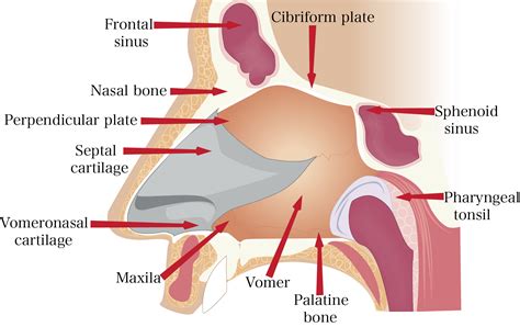 Anatomy of the Nose | Internal and External Nasal Structure