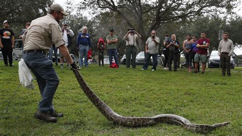 Hunters put squeeze on 80 snakes in Florida's annual Python Bowl | WTTV ...