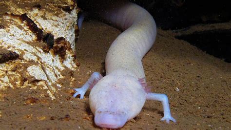 Olm aquatic salamander facts, how many olms are left?