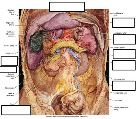 Abdominal Cavity Anatomy Model