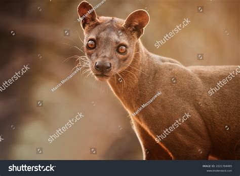 Madagascar Fossa Apex Predator Lemur Hunter Stock Photo 2221784485 | Shutterstock