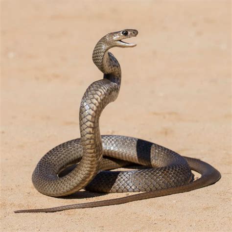 Brown Snake - A-Z Animals