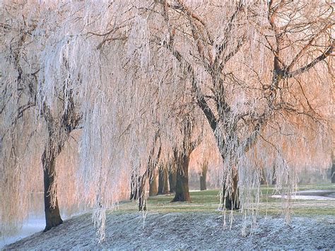 Bilder på skrivbordet Natur Vinter Årstiderna