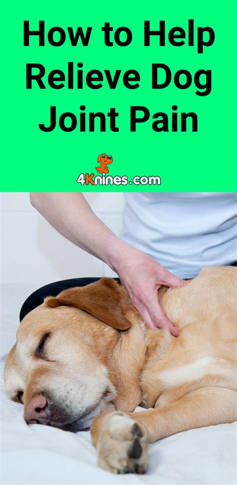 Pin on pet health