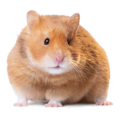 Short-Haired Hamster | small pet Hamsters, Guinea Pigs & More | PetSmart