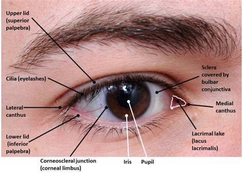 External Eye Anatomy, External Anatomy of the Eye Lacrimal Apparatus ...