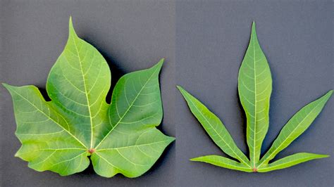 Scientists Crack the Genetic Code Determining Leaf Shape in Cotton - College of Agriculture and ...