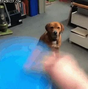 Dog GIF - Find & Share on GIPHY