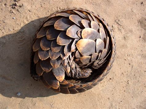 pangolin Archives - SAMBlog