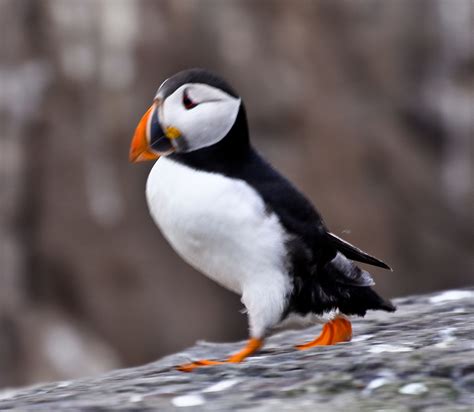 Pin by margo bee on Puffins | Puffin, Farne islands, Sea birds