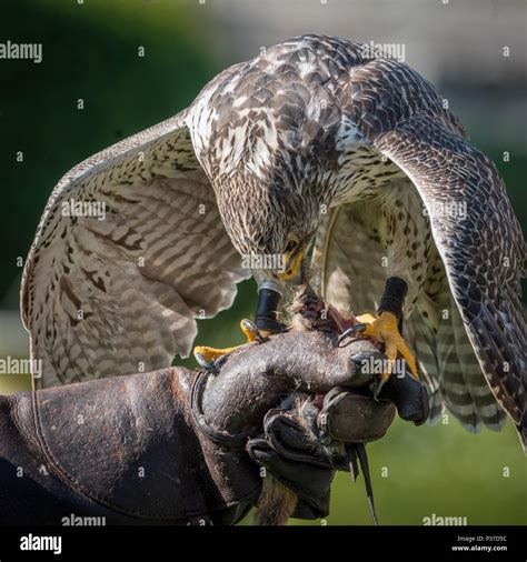 Gyrfalcons (Falco rusticolus) are the largest falcon species. The bird ...