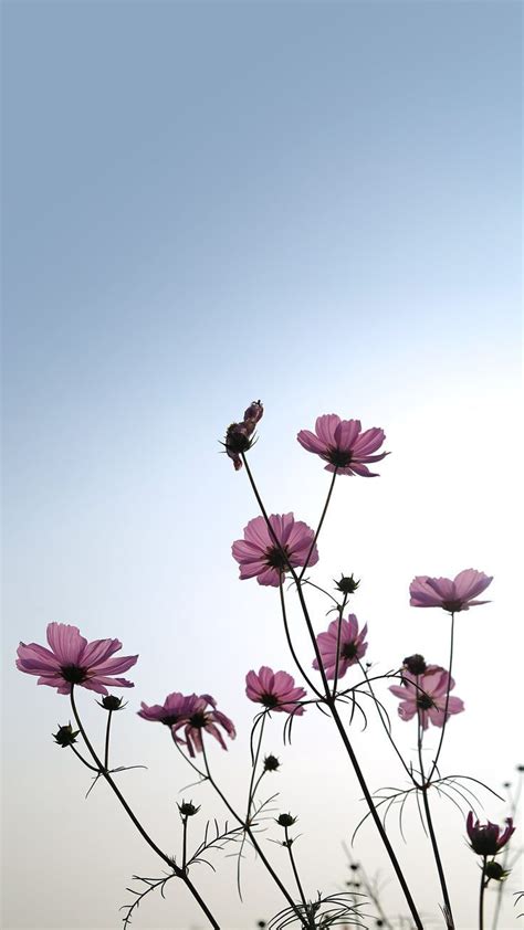 ดอกไม้::…Click here to download cute wallpaper pinterest ดอก…::…Click here to download ดอกไม้ ...