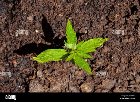 Cannabis Leaf Background Stock Photo - Alamy