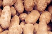 How Would You Grow the World's Biggest Potato? - Scientific American