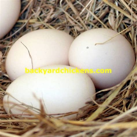 Sumatra Black | BackYard Chickens - Learn How to Raise Chickens