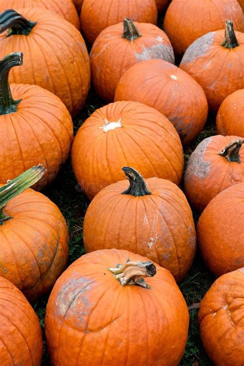 Halloween orange pumpkins stock photo. Image of colors - 78518458