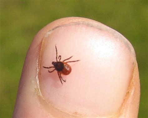 Think You're Seeing More Ticks? The Cape's Entomologist Says It's Not Because It's Tick Season ...