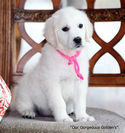 √√ White Golden Retriever Virginia USA - Buy Puppy In Your Area