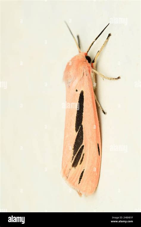 Lateral of Streaked tiger moth, Creatonotos gangis, Distribution- India ...