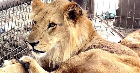 Gaza Zoo Animals Moved To Safety as IDF Rolls Through Rafah | News ...