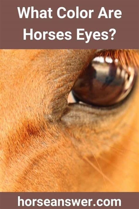 What Color Are Horses Eyes? (Find Out!) - Horse Answer